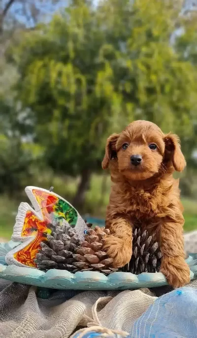 Sosyal Ve Oyuncu Maltipoo Yavruları Evin Yeni Nesesi