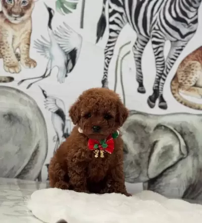 Kıvırcık Kızıl Kore Poodle Evin Yeni Sosyal Yıldızı