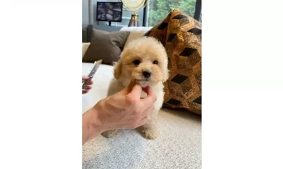 Maltipoo Bebeklerimiz