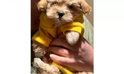 Sıfır Numara Maltipoo Bebekler