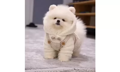 Ayicik Surat Pomeranian Boo Terapi Gibi Dost