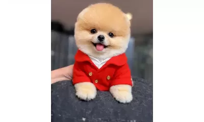 Kirmizi Ceketli Gülen Yüz Pomeranian Boo