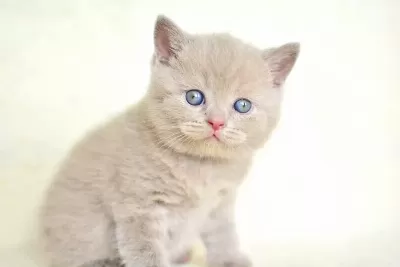 Top Kafa Lilac British Shorthair Yavrularımız