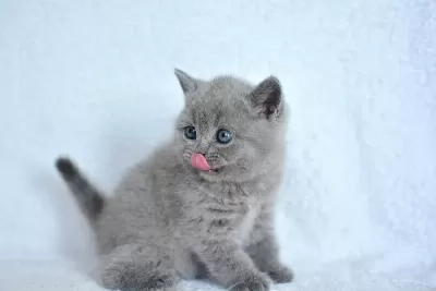 Show Kalite Gri British Shorthair Yavrumuz