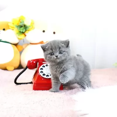 Show Kalite British Shorthair Yavrularımız