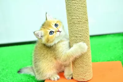 Sampiyonluk Guzelliginde Ny12 Golden British Shorthair