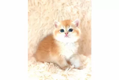 Altın Gibi Parlayan Golden British Shorthair