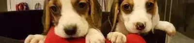 Irk Garantili Beagle Yavruları