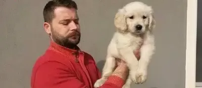 Irk Garantili Golden Yavruları