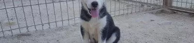 Irk Garantili Husky Yavruları