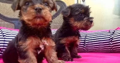 Irk Garantili Harika Yorkshire Terrier Yavrularımız
