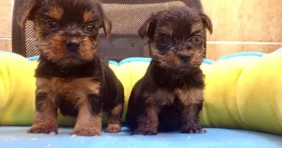Sirin Sevimli Yorkshire Terrier Yavrularımız