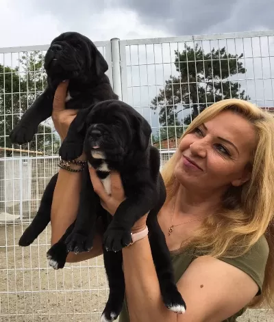 Koca Kafa Muhteşem Cane Corso Yavrularımız