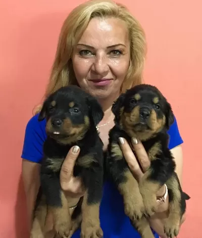 Muhteşem Koca Kafa Rotweiller Yavrularımız