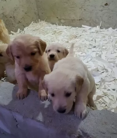 Golden Yavrularımiz Akkus Uretim Ciftliginden