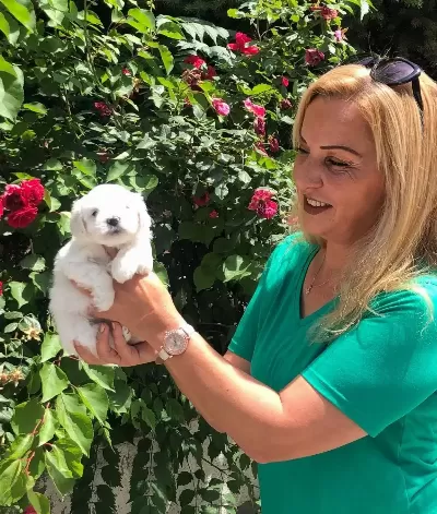 Pamuk Gibi Harika Maltese Terrier Yavrularımız