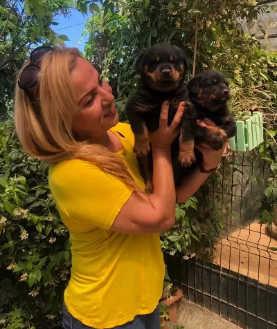 Macar Koca Kafa Muhteşem Rottweiler Yavrularımız
