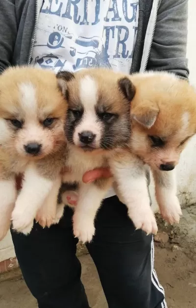 Safkan Irk Garantili Akita