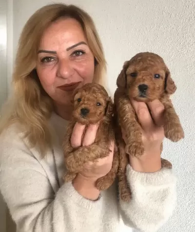 Mukemmel Toy Poodle Yavrularımız