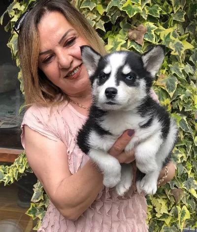 Maskeli Muhteşem Sibirya Husky Yavrularımız