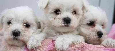 Maltese Terrier Yavruuz
