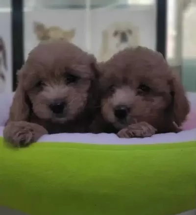 Safkan Maltipoo Yavrular