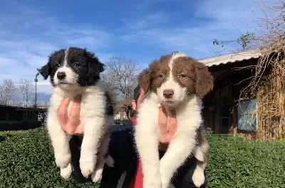 Border Collie Yavrularımız