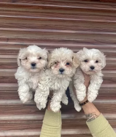 Maltipoo Yavrularımız