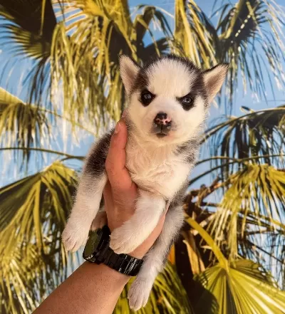 Irk Ve Saglik Garantili Husky