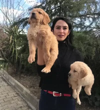 Golden Retriver Yavrularım Sağlık Ve Irk Garantilidir