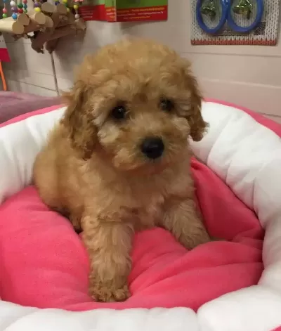 Maltipoo Cinsi Numara