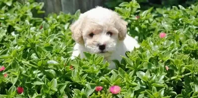 Maltipoo Cinsi Numara