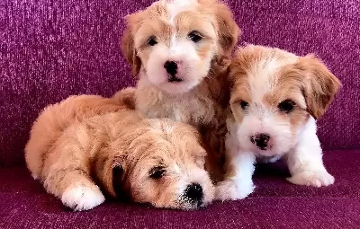Maltipo Cinsi Yavrularımız