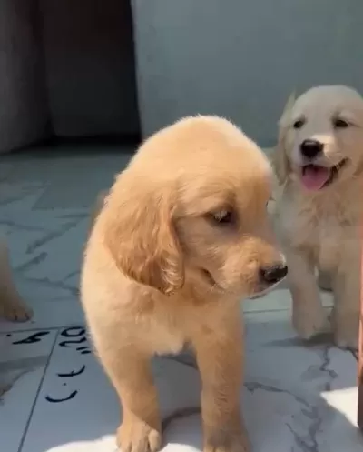 Gülen Surat Golden Yavrular
