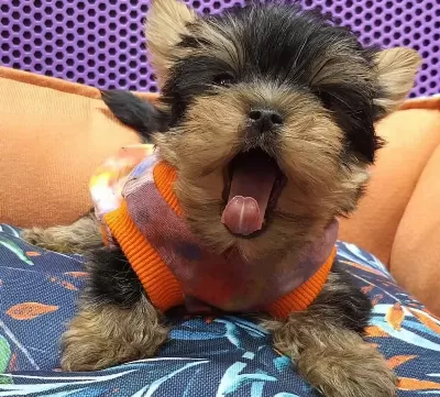 Teacup Yorkshire Yavrular