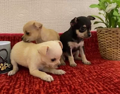 Muhteşem Teacup Bebekler