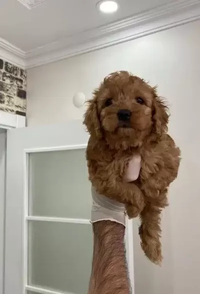 Toy Poodle Bebişler