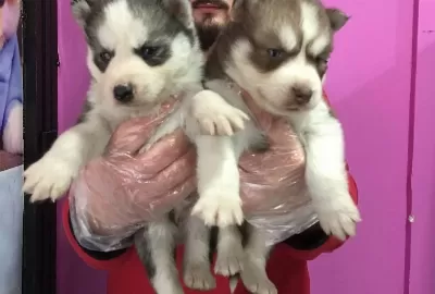 Sibirya Kurdu Husky Yavrularımız