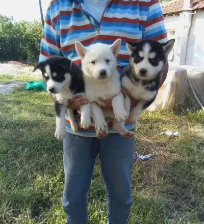Buz Mavisi Göz Husky Sibirya Yavrularım