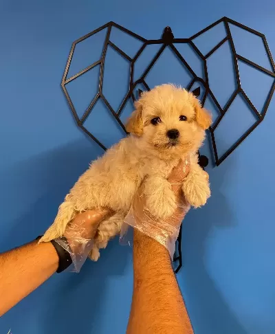 Sevimli Surat Maltipoo Bebekler