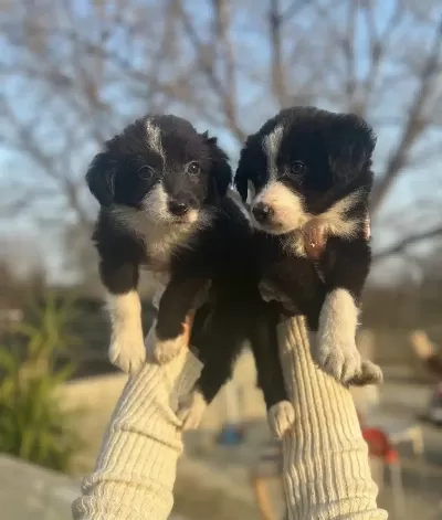 Dunyanın En Zeki Kopegi Border Collie Yavrularım