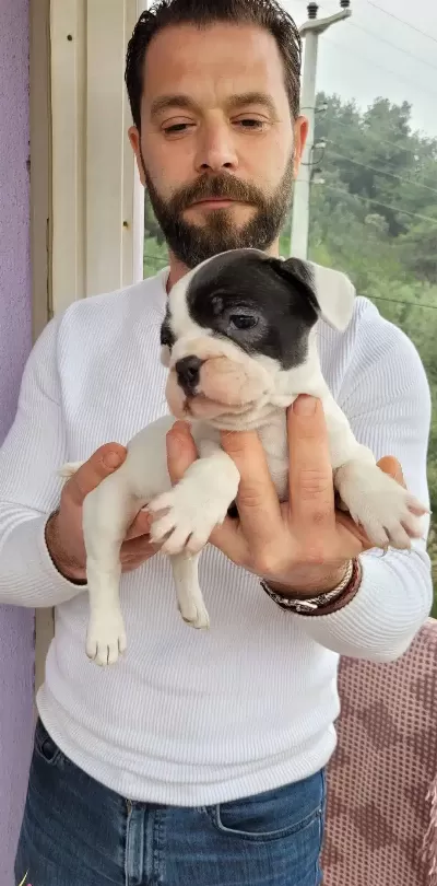 Safkan Irk Garantili Frech Bulldog Yavruları