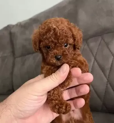 Orjinal Toy Poodle Yavrularım