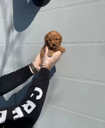 Oyuncak Surat Gerçek Toy Poodle Yavrularımız