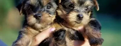 Teacup Yorkshire Terrier Yavrularım