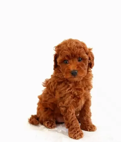 Tooy Poodle Mini Puppy Boy Yavrular