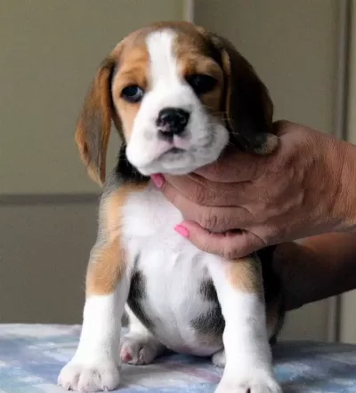 Avcı Beagle Yavrularım