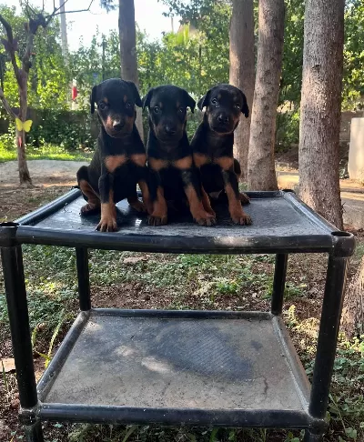 Kızıl Ve Siyah King Dobermanlarimiz
