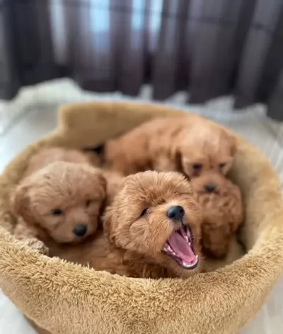 Poodle Degil Maltipoo