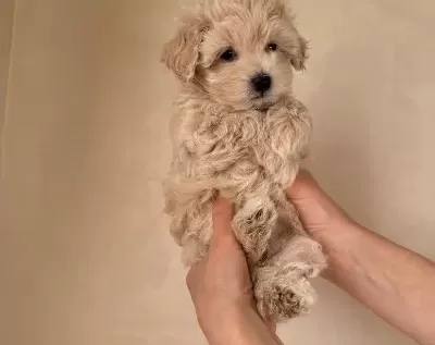 Poodle Degil Maltipo Yavrularımız